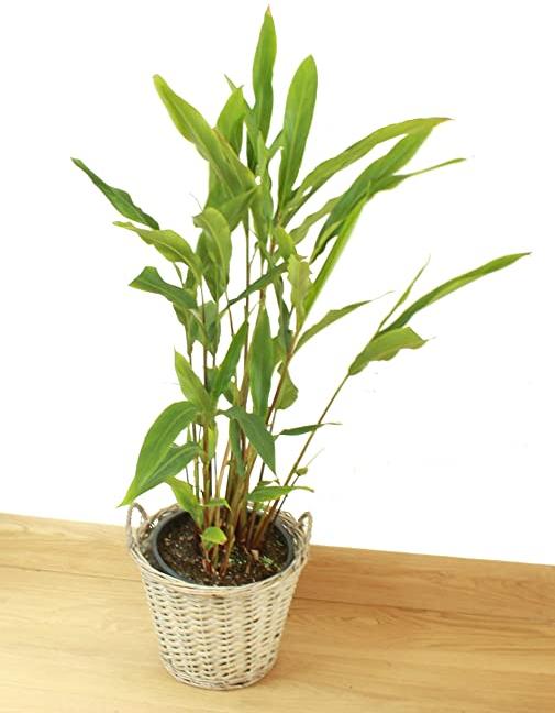 Cardamom Plant, Packaging Type : Plastic Pouch