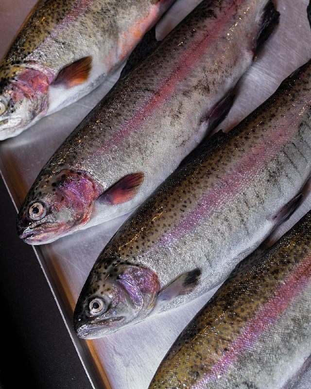 Kashmir Rainbow Trout Fish, Size : 12 inches at Rs 900 / Kg in Srinagar ...