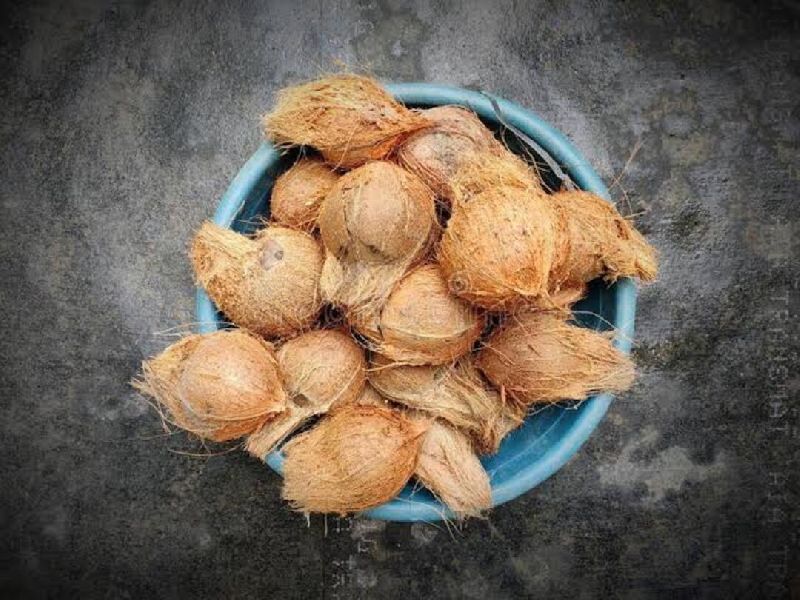 Semi Husked Raw Natural coconuts, for Freshness, Good Taste, Healthy, Packaging Size : 50Kg