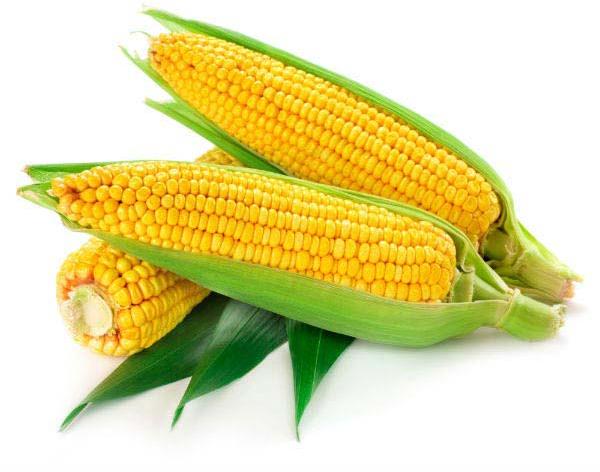 Fresh Yellow Maize