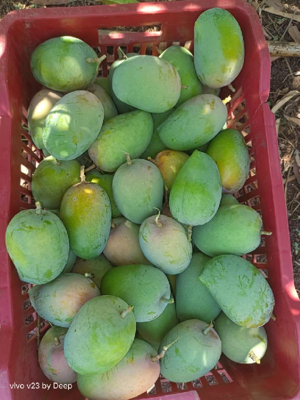 Yellow Organic kesar mango, for Direct Consumption, Packaging Type : Corrugated Box