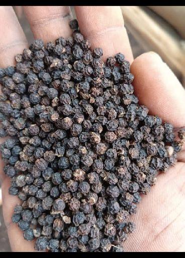 Raw Natural black pepper, for Food Medicine, Spices, Cooking, Size : 6 mm to 11 mm