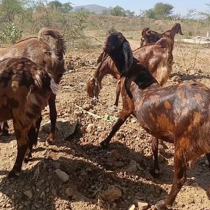 40-55 Kg sirohi female goat, Age Group : 10 Se 20 Month