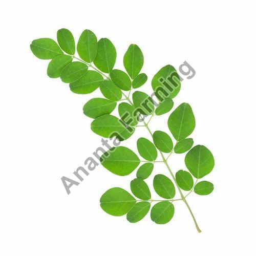 Green Natural Fresh Moringa Leaves, for Medicine, Cosmetics