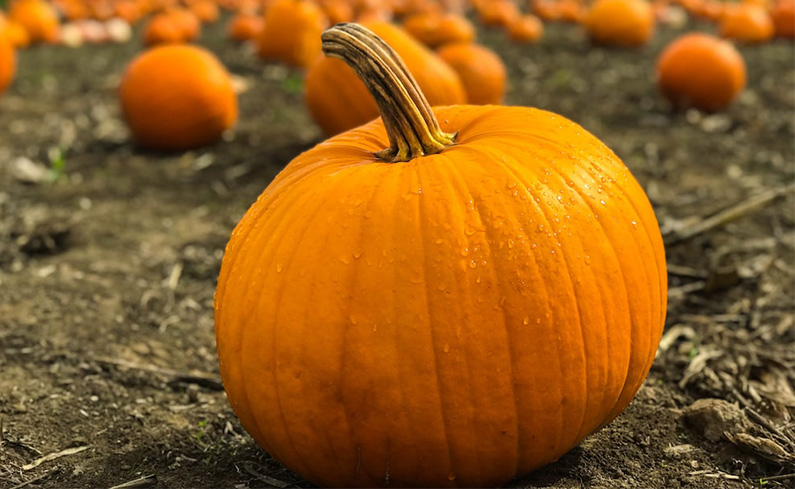 Round Organic Fresh Pumpkin, for Cooking, Color : Orange