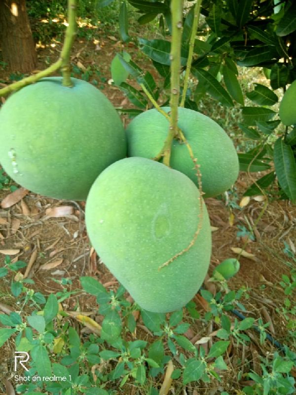 banganapalli mangoes, Style Fresh woodle traders, Hyderabad, Telangana