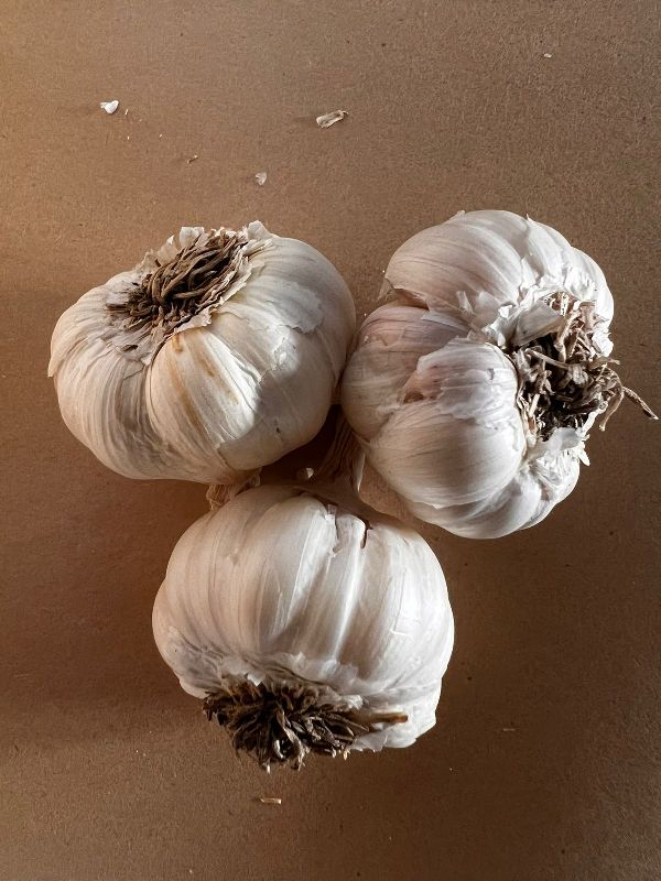 garlic 15-25mm