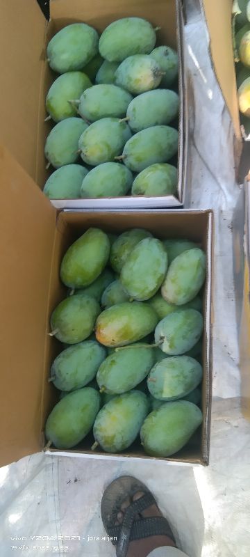 Fresh Kesar Mango, Packaging Size : 5 Kg