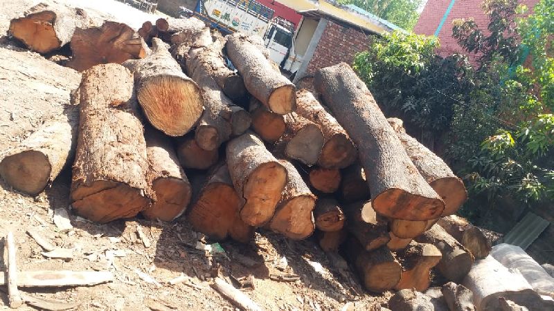 mango wood logs