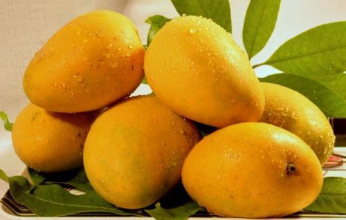 Organic Fresh Mango, for Human Consumption, Specialities : Hygienically Packed