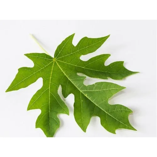 Papaya Dry Leaf, Packaging Size 10 kg Mediaroma Agro Producer