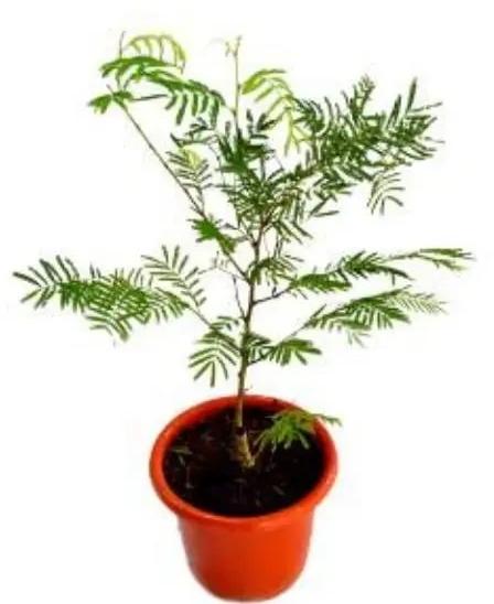 Amla Plant, for Medicine, Cosmetic, Color : Green