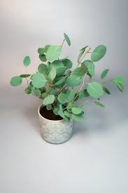 Green House eucalyptus plant, Length : 8 - 12 Feet