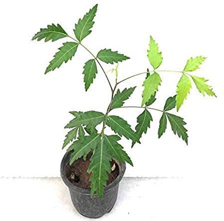 Gura Neem Plant