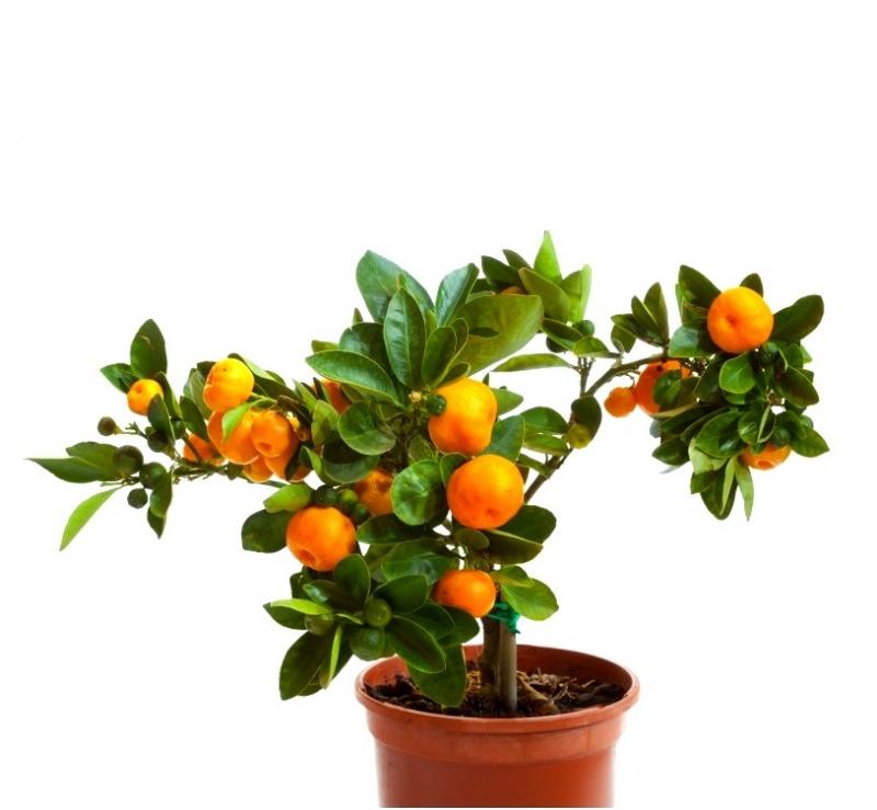 Orange Plant, Packaging Type : Nursery Bag