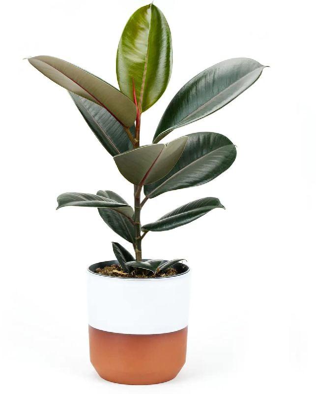 Rubber Plant, Age Group : 2 Yrs