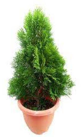 Thuja Pine Plant