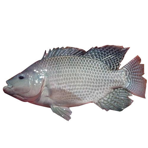 MonoSex Tilapia Seeds