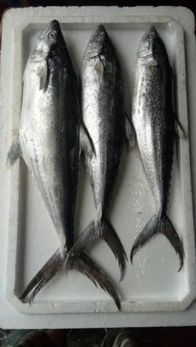 Fresh Surmai Fish, for Restaurants, Packaging Type : Vacuum Pack
