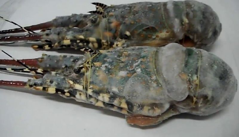 Frozen Lobster, for Cooking, Food, Packaging Type : Plastic Crates