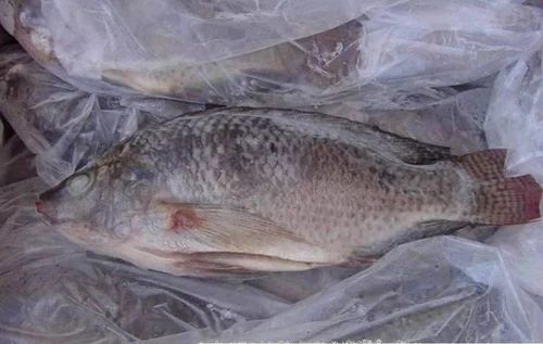 Frozen Tilapia Fish