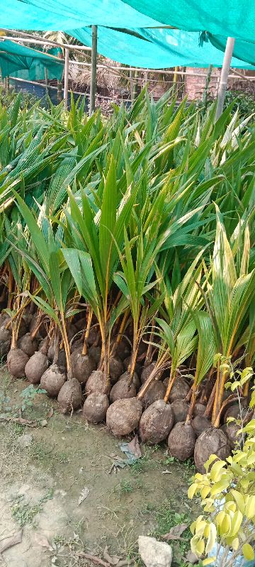 coconut plants