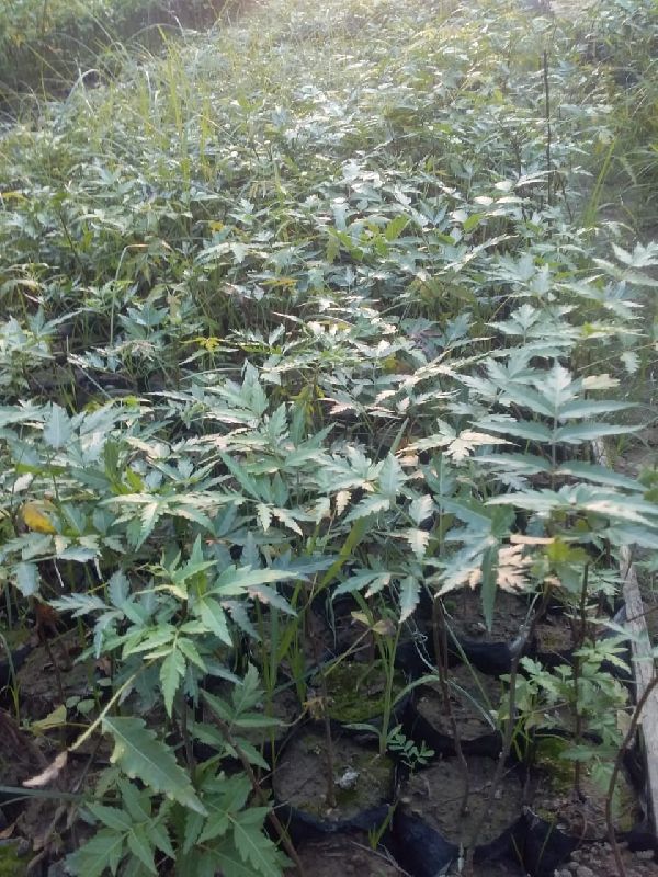 Neem Plants