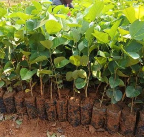 Red Sandalwood Plant