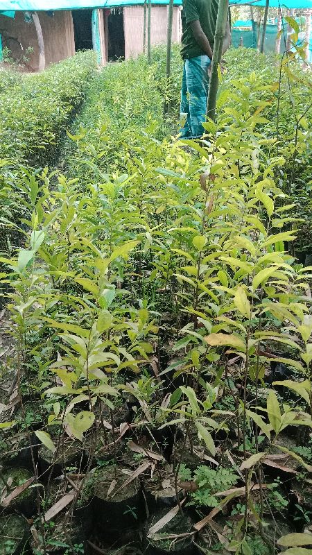 White Sandalwood Plant