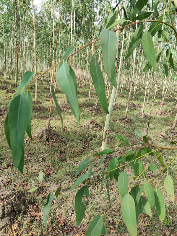 Natural Fresh Eucalyptus Leaves, For Medicinal Use, Packaging Type