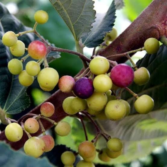 Phalsa Fruit Plant