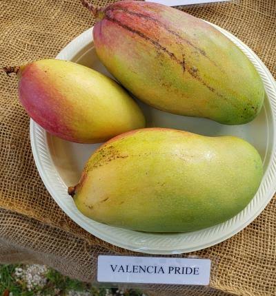Valencia Pride Mango Fruit Plant, For Plantation, Color : Red