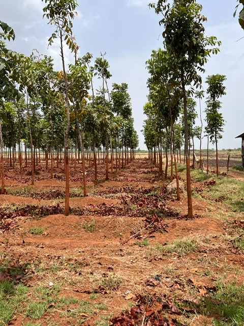 Mahogany Farming with Border Plantation