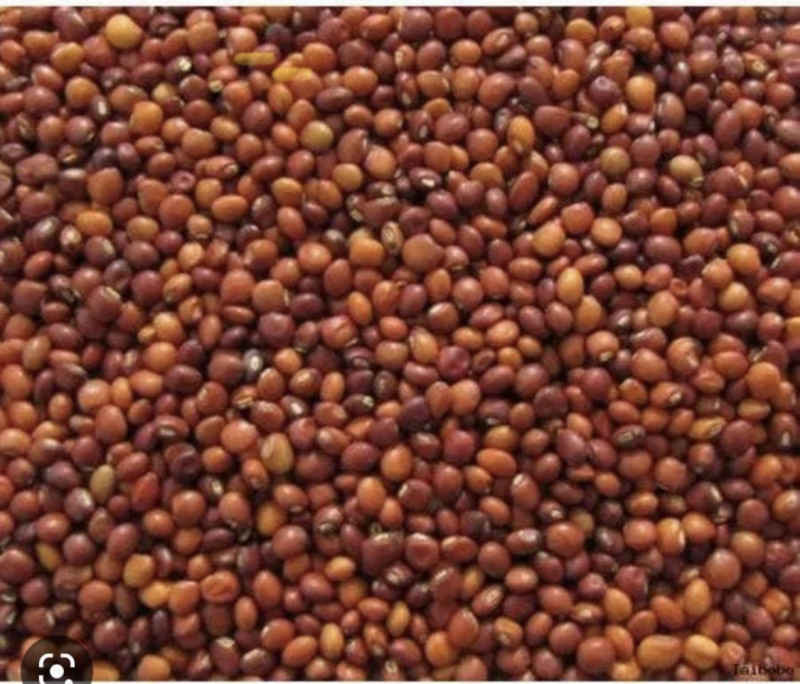 Raw Organic pigeon pea, for Human Consumption, Food Industry