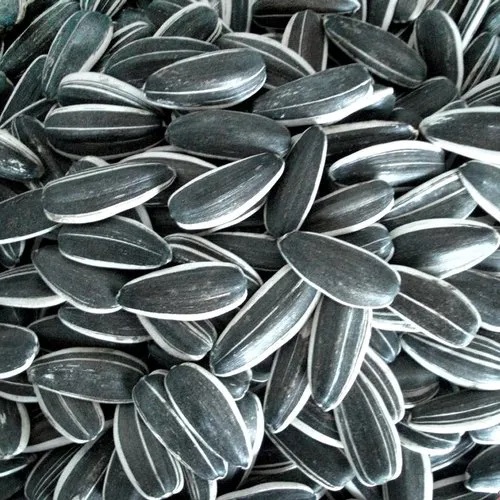Sunflower Seeds, for Agriculture, Packaging Type : Loose