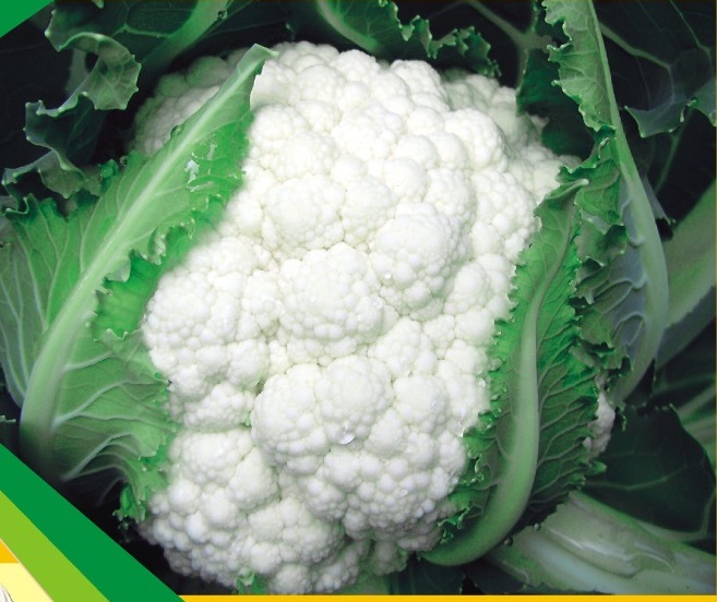 Natural Nxg Delight Cauliflower Seed, For Human Consumption, Packaging Size : 100 Gm