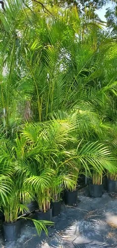 Indoor Palm plant, for Plantation