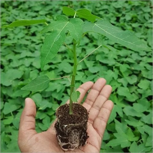 Papaya Seedling Plant, for Fruits