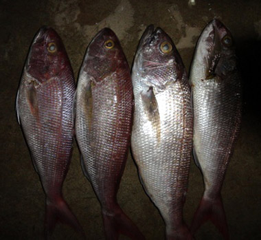 Frozen White Snapper Fish, for Cooking, Food, Human Consumption, Making