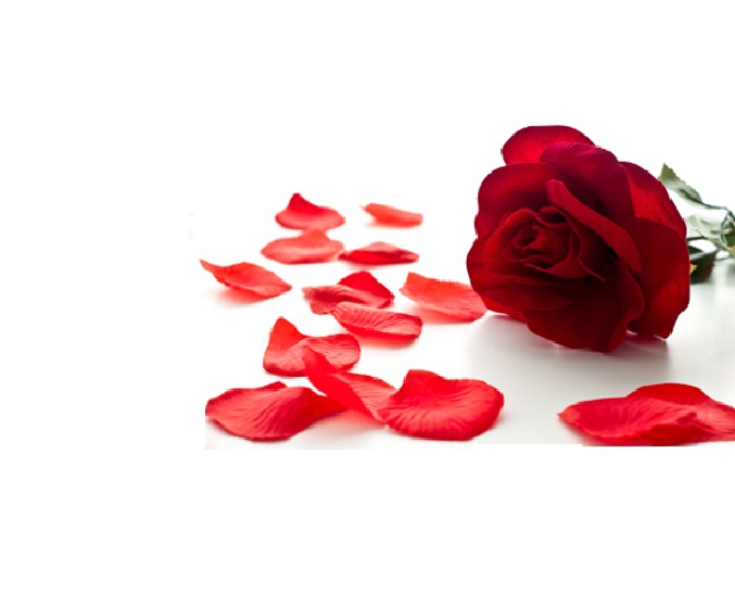 Rose Flower Extract, Certification Msda, Coa, Iso, Gmp at Best Price