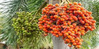 Areca Special Bio Fertilizer