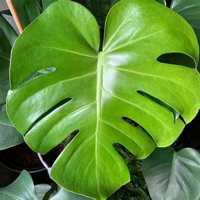 Monstera Deliciosa Plant at Best Price in Bangalore | Yogardens ...