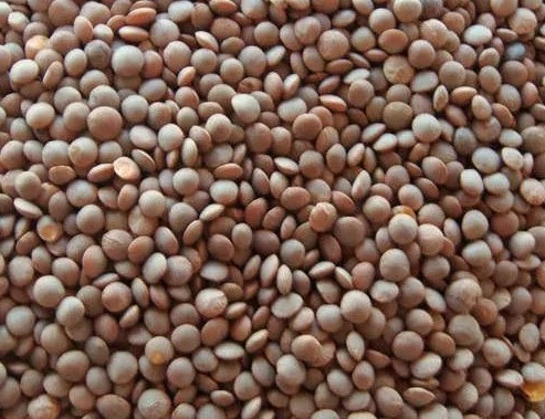 Black Masoor Dal, Packaging Size : 10Kg, Packaging Type : PP Bag at Rs ...