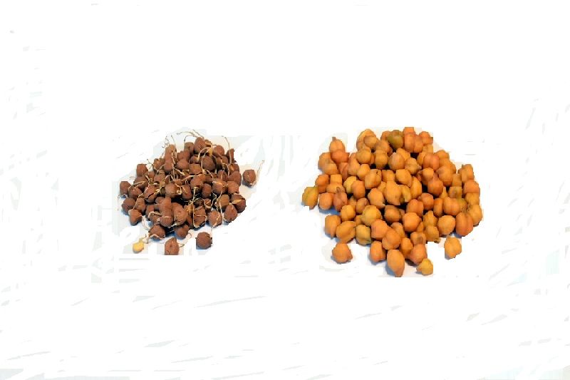 Vacuum Dehydrated Chickpea Sprouts