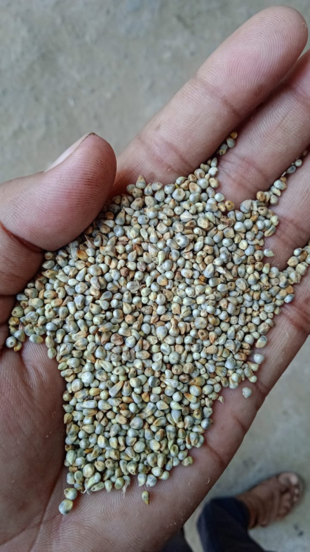 Manual green millet machine clean at Rs 24,500 / mt in Vadodara | MBD CARE