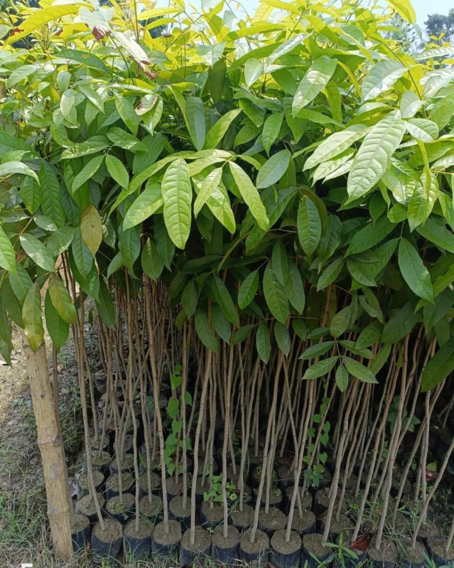 Green Mahogany Plant, Features : Fast Growth at Rs 40 / Piece in Nagaon ...