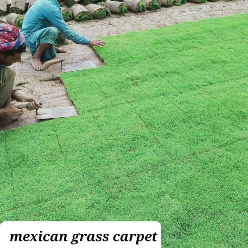 Dark Green Mexican Carpet Grass, for Garden, Play Ground, Size