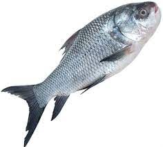 Katla Fish, For Food