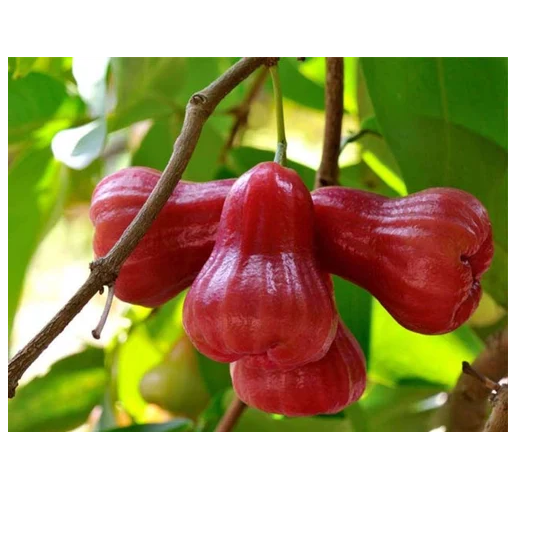 Rose Apple Fruit, Variety Of Apple Available Imported at Rs 1,000