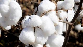 Cotton, For Garments, Color : Natural